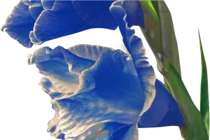 Blue Gladiolus Flowers PNG