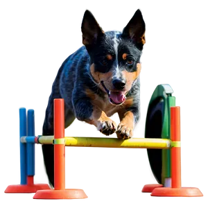 Blue Heeler Agility Course Png Xnp3 PNG image