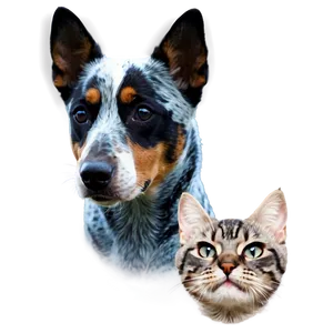 Blue Heeler And Cat PNG Ugj