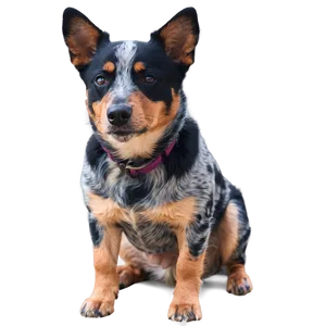Blue Heeler At Beach PNG Rir65 PNG
