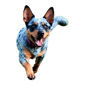 Blue Heeler At Play PNG 06282024