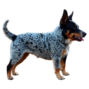 Blue Heeler At Sunset Png 06282024 PNG image