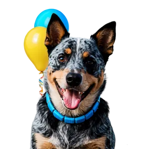 Blue Heeler Birthday Party PNG 88 PNG