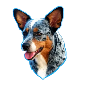 Blue Heeler C PNG image