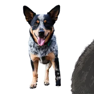 Blue Heeler Close-up PNG 06282024