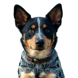 Blue Heeler Close-up PNG Baf PNG
