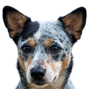 Blue Heeler Close-up PNG Ukr PNG