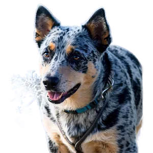 Blue Heeler Enjoying Snow PNG Jbv PNG