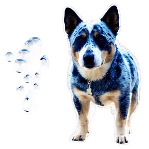 Blue Heeler In Snow Png Gqs97 PNG image