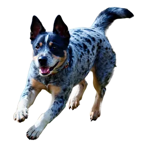 Blue Heeler Leaping PNG Itj