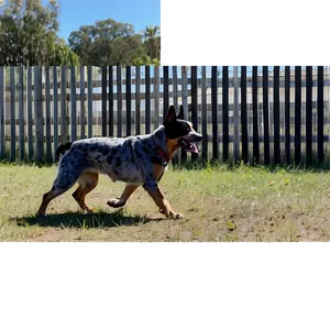 Blue Heeler On Adventure PNG 06282024