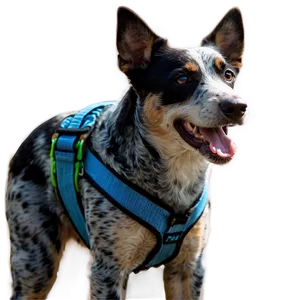 Blue Heeler On Adventure PNG 38