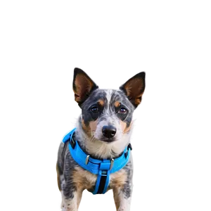 Blue Heeler On Adventure PNG 41