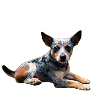 Blue Heeler On Adventure PNG Vhq38 PNG