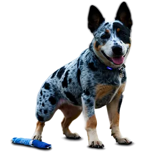 Blue Heeler On Walk Png 73 PNG image