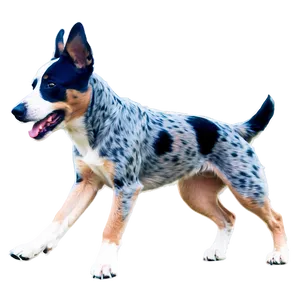 Blue Heeler Running PNG 75