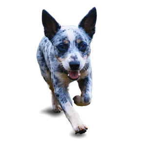 Blue Heeler Running PNG Mjl