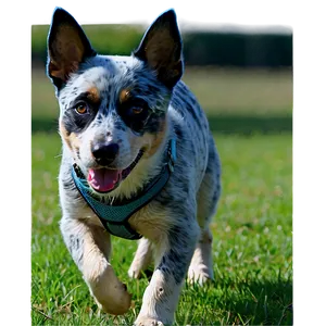 Blue Heeler Training Session Png 06282024 PNG image