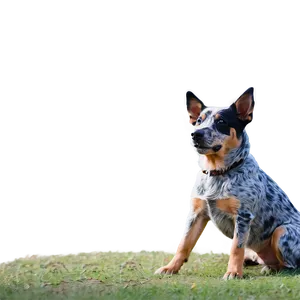 Blue Heeler Waiting PNG 48