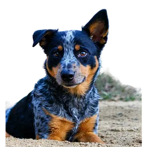 Blue Heeler Waiting PNG Imq93 PNG
