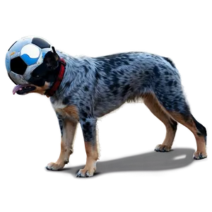 Blue Heeler With Ball Png Xve39 PNG image