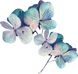 Blue Hydrangea Flowers Transparent Background PNG image