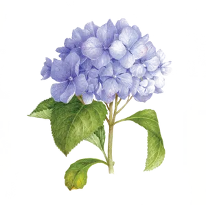 Blue Hydrangea Illustration PNG image