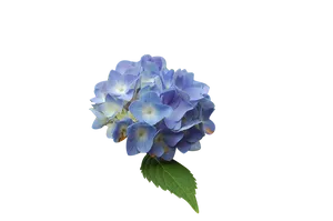 Blue Hydrangea Isolatedon Gray Background