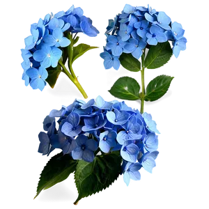 Blue Hydrangea Png 05242024 PNG image