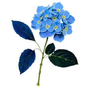 Blue Hydrangea Png 05242024 PNG image