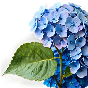 Blue Hydrangea Png Wsg PNG image