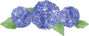Blue Hydrangea Watercolor Illustration PNG image
