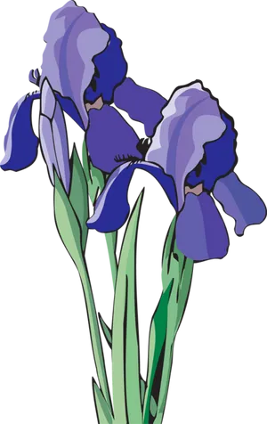Blue Iris Flowers Illustration PNG image