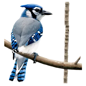 Blue Jay B