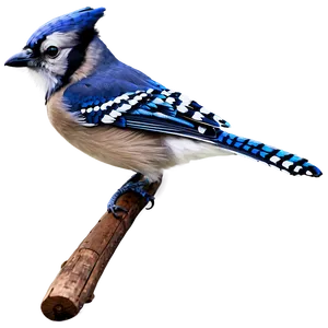 Blue Jay Bird PNG 05032024