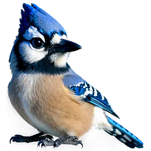 Blue Jay Close-up PNG Kfy