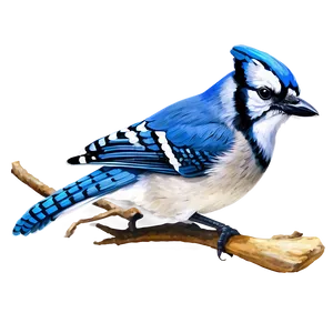Blue Jay D