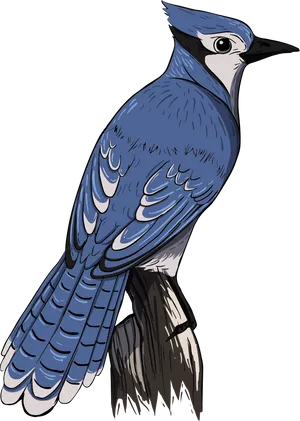 Blue Jay Illustration.png PNG