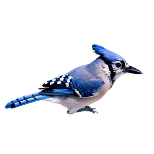 Blue Jay In Flight Sequence PNG Uow