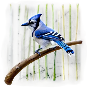 Blue Jay In Spring Png 06262024 PNG image