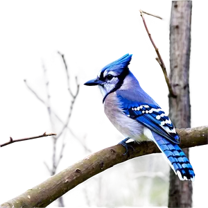 Blue Jay In Spring PNG Wfb