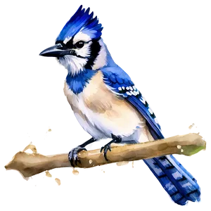 Blue Jay In Watercolor Splash Png 97 PNG image