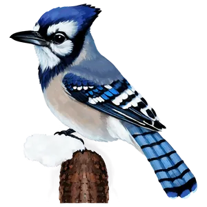 Blue Jay In Winter Scene PNG Klw