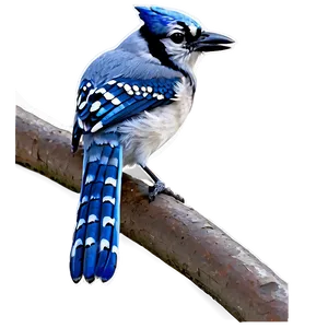 Blue Jay Pair Together Png Mvd74 PNG image