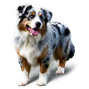 Blue Merle Australian Shepherd PNG 06202024 PNG