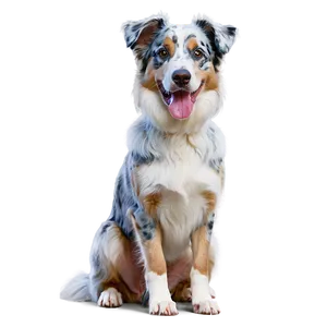 Blue Merle Australian Shepherd PNG 06202024