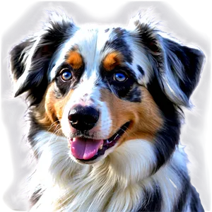 Blue Merle Australian Shepherd Png 97 PNG image