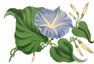 Blue Morning Glory Vintage Illustration