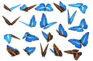 Blue Morpho Butterfliesin Flight