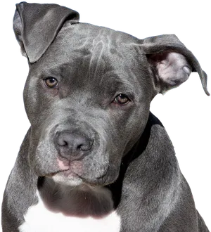 Blue Nose Pitbull Portrait PNG image